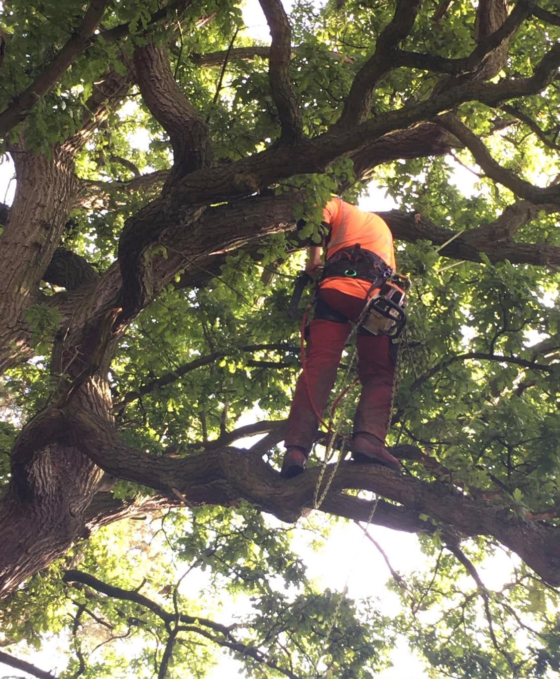 A Hocus Crocus tree surgeon in an orange top, roped high in the leafy summer crown of a mature oak carrying out crown work