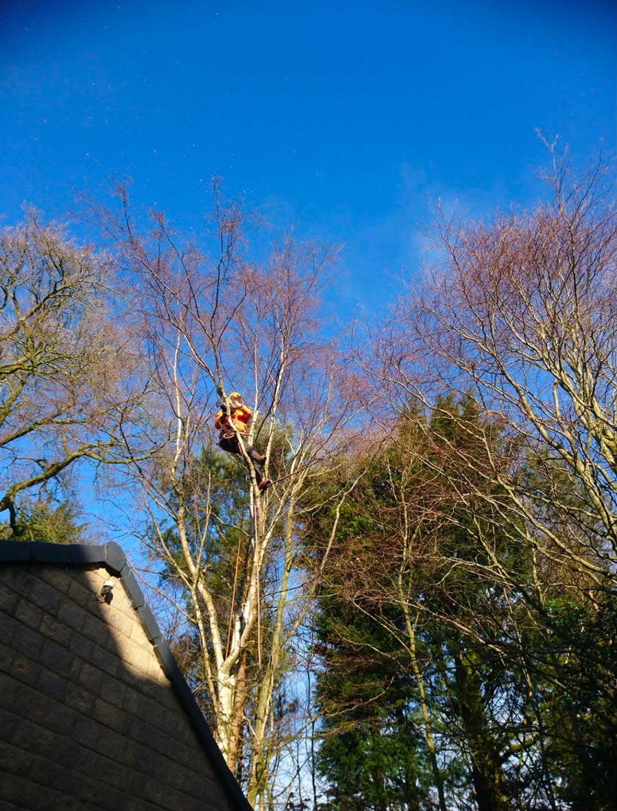 A tree surgeon roped in near the top of a tall bare tree, working the upper crown
