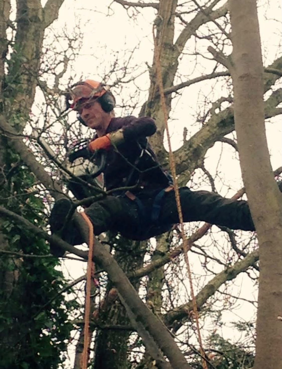 A tree surgeon roped into the bare upper crown of a mature tree, cutting back branches with a chainsaw during a crown reduction