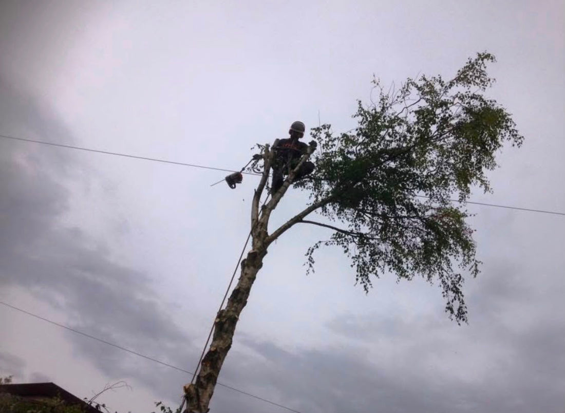 A tree surgeon roped into the top of a partly dismantled tree, with overhead cables crossing the sky in front of it