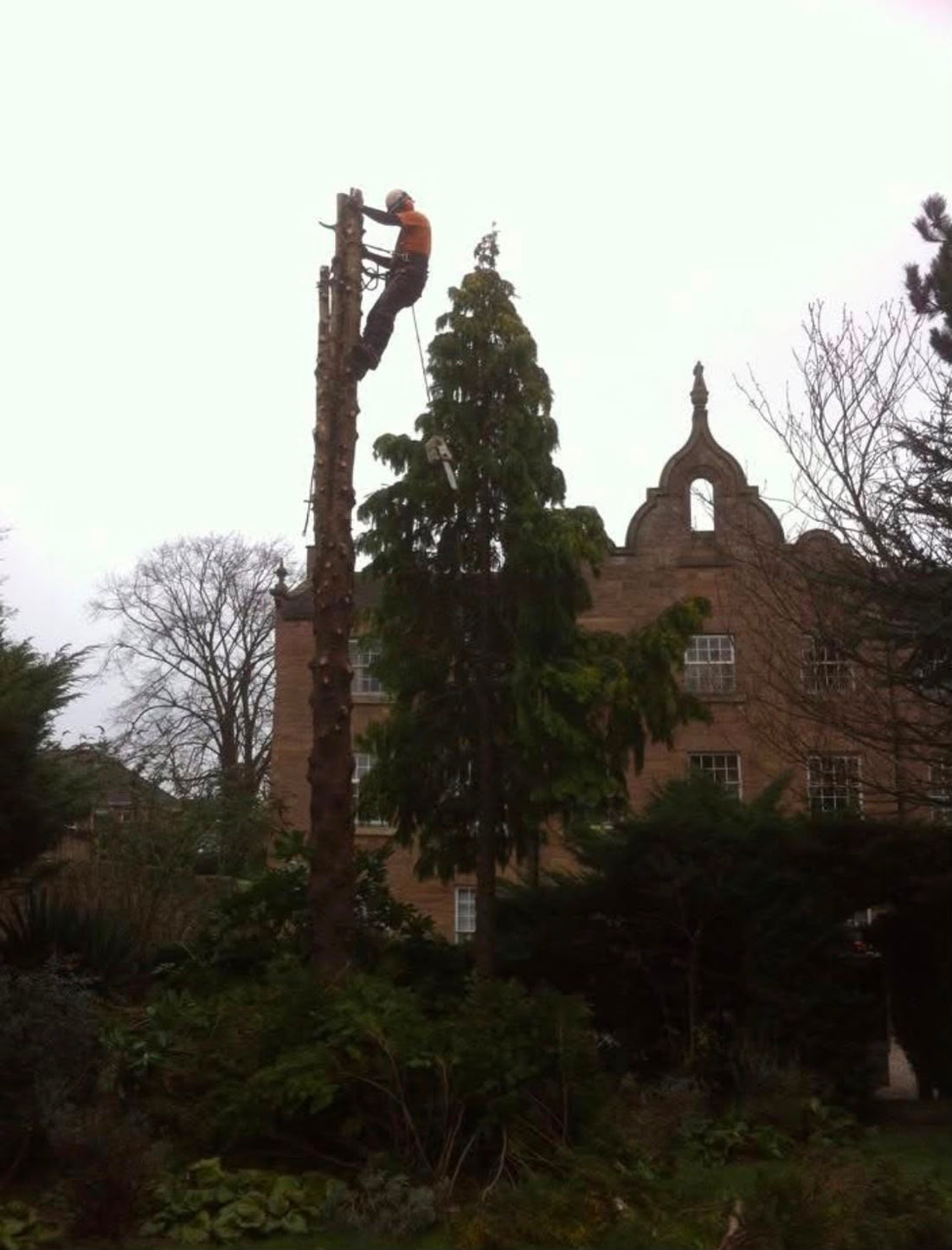 A tree surgeon roped in at the top of a tall conifer being dismantled section by section beside a large brick house