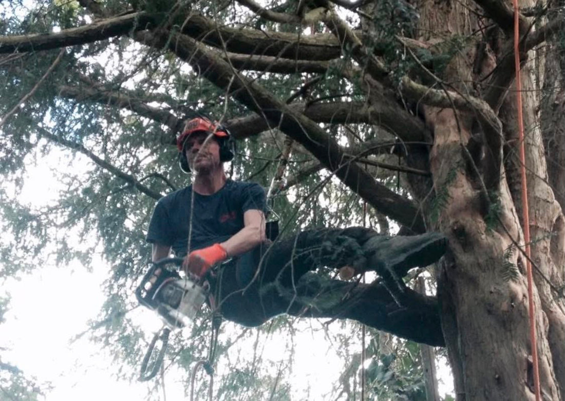 A tree surgeon on a climbing rope inside the crown of a mature tree in full leaf, chainsaw in hand, cutting a limb back