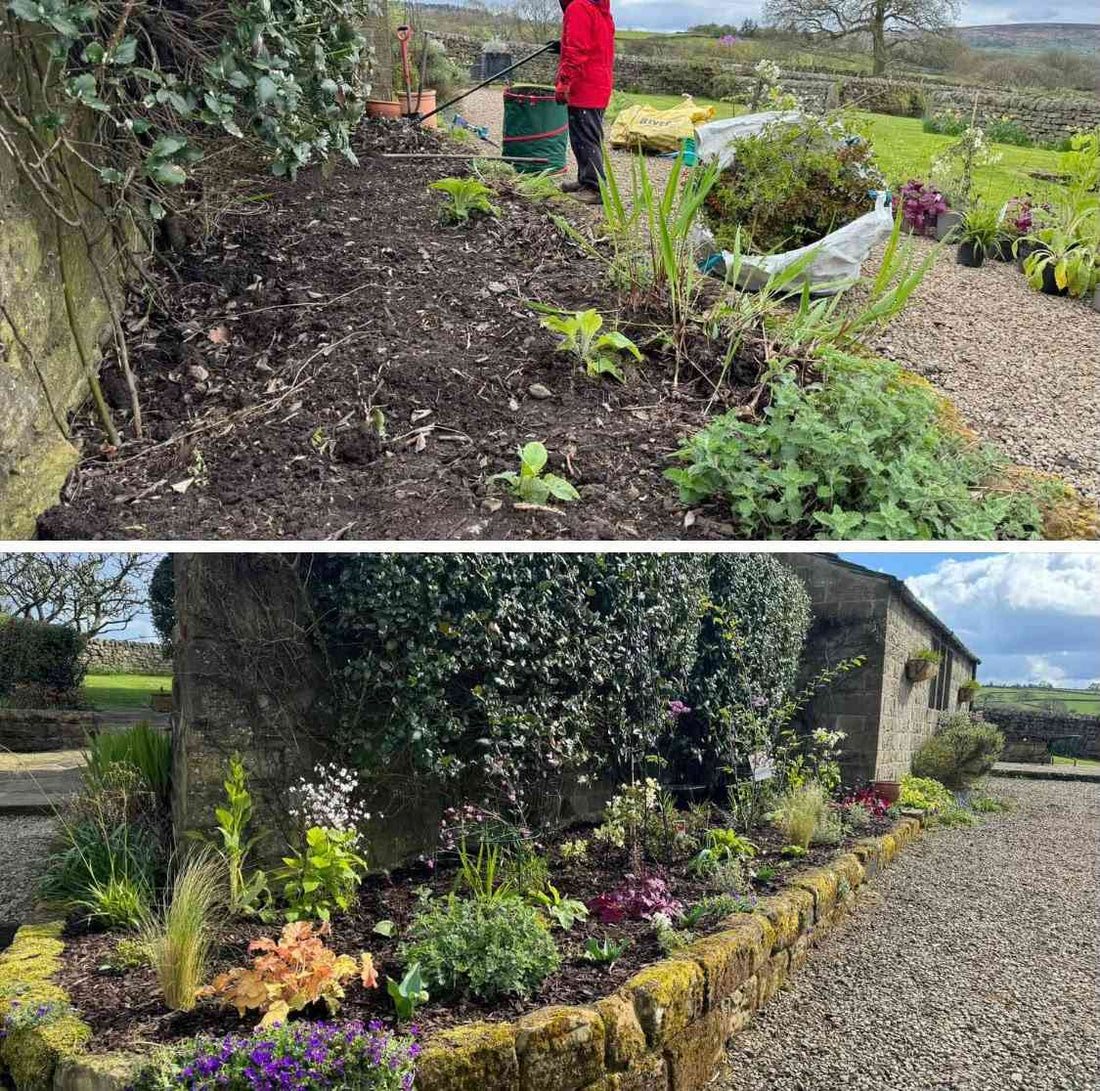 A freshly dug border planted with heuchera, grasses and climbers, before and after