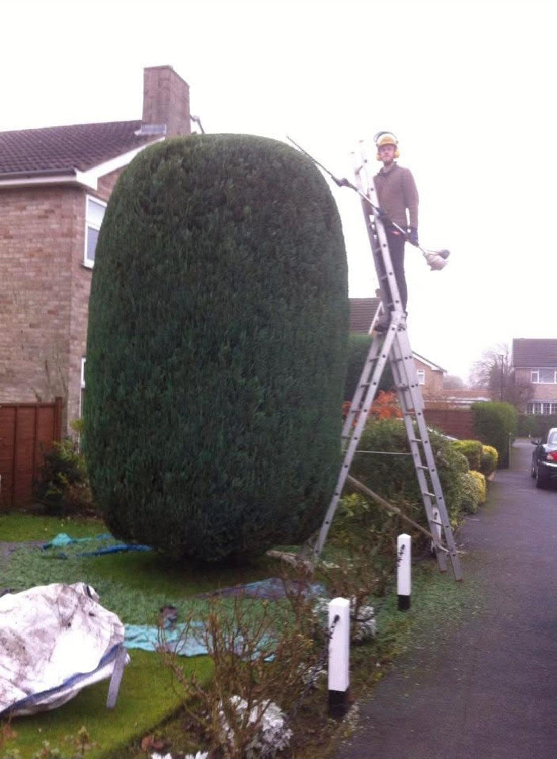 Trimming a tall rounded conifer from a ladder with a long reach hedge trimmer