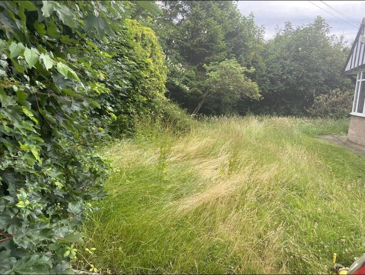 Waist-high grass filling the garden of a neglected property before clearance