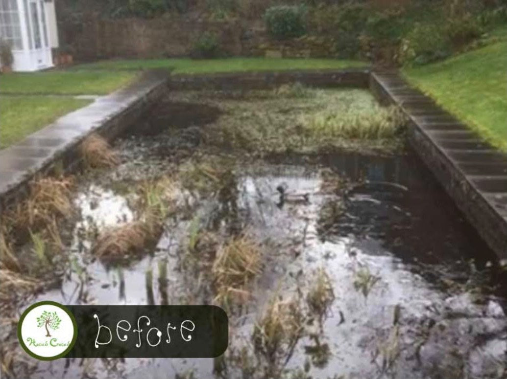A formal pond choked with reeds and weed before clearing