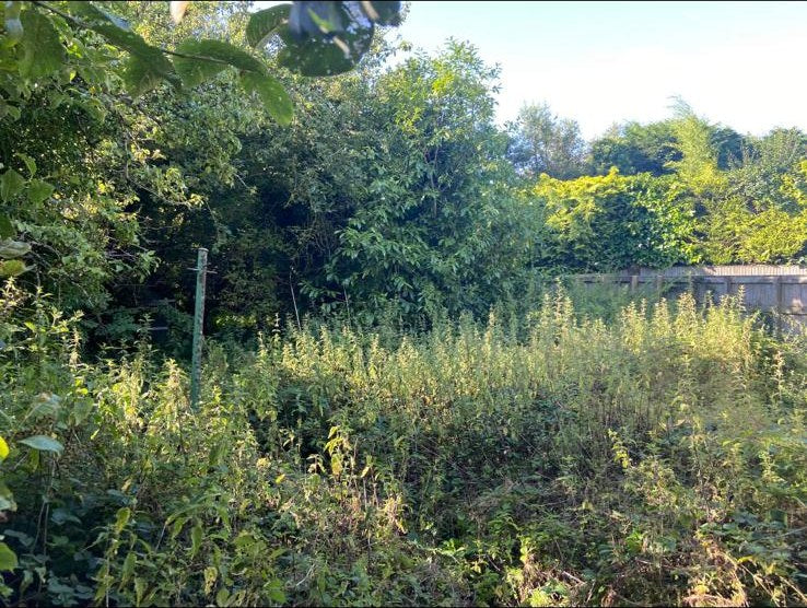 Chest-high nettles and brambles covering a plot before a full grounds clearance