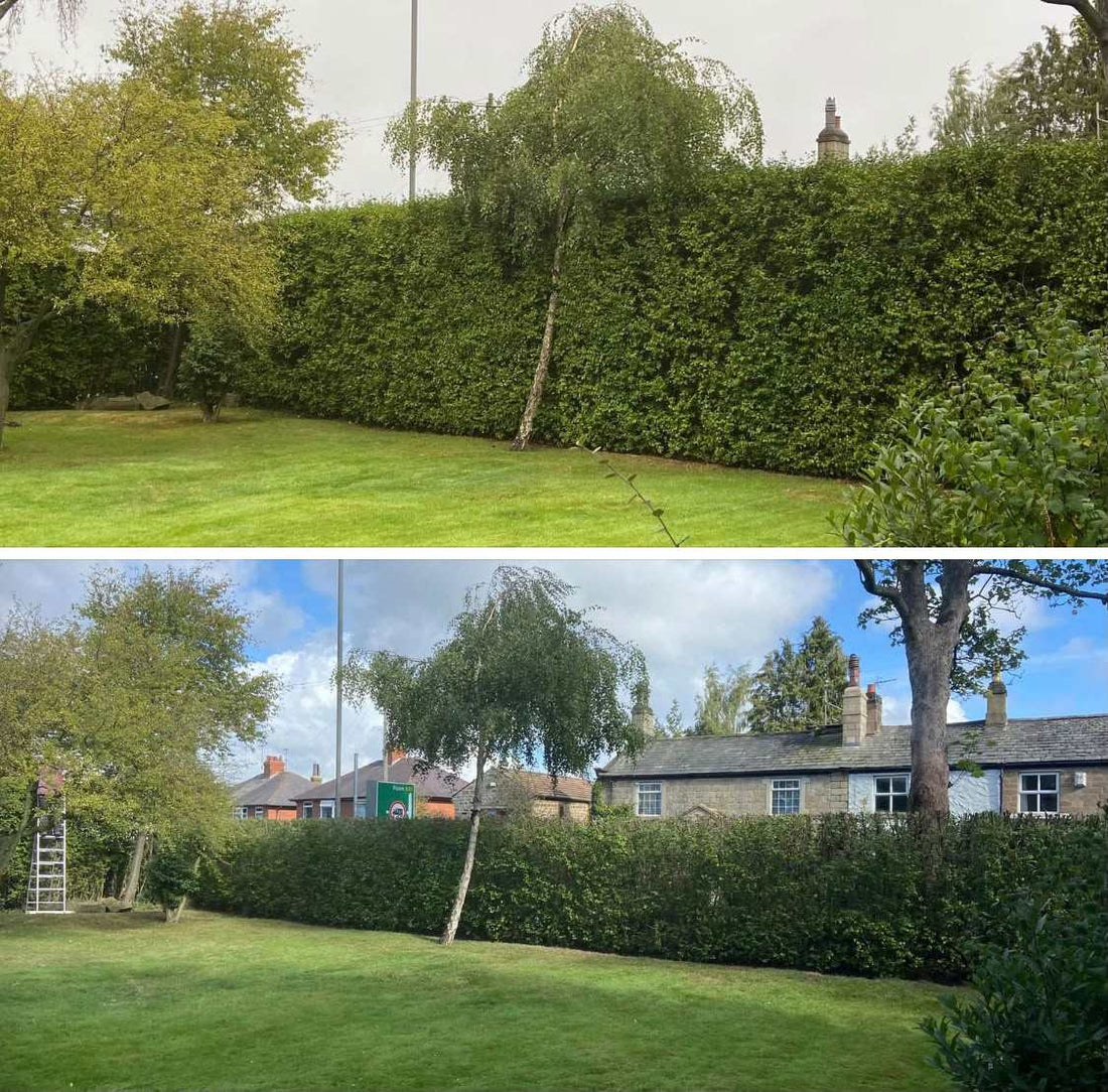 An overgrown boundary hedge cut back, with the silver birch growing through it left as a feature, before and after