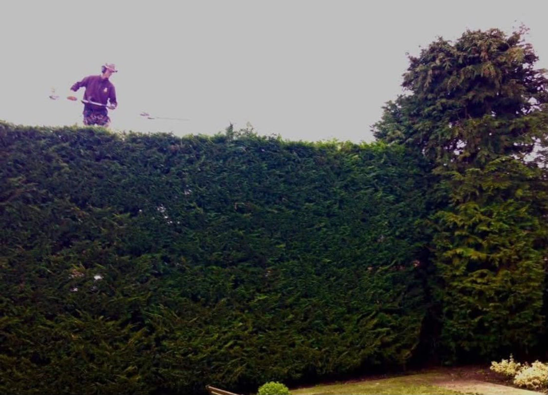 A tall conifer hedge being cut level along the top, the gardener working from behind it