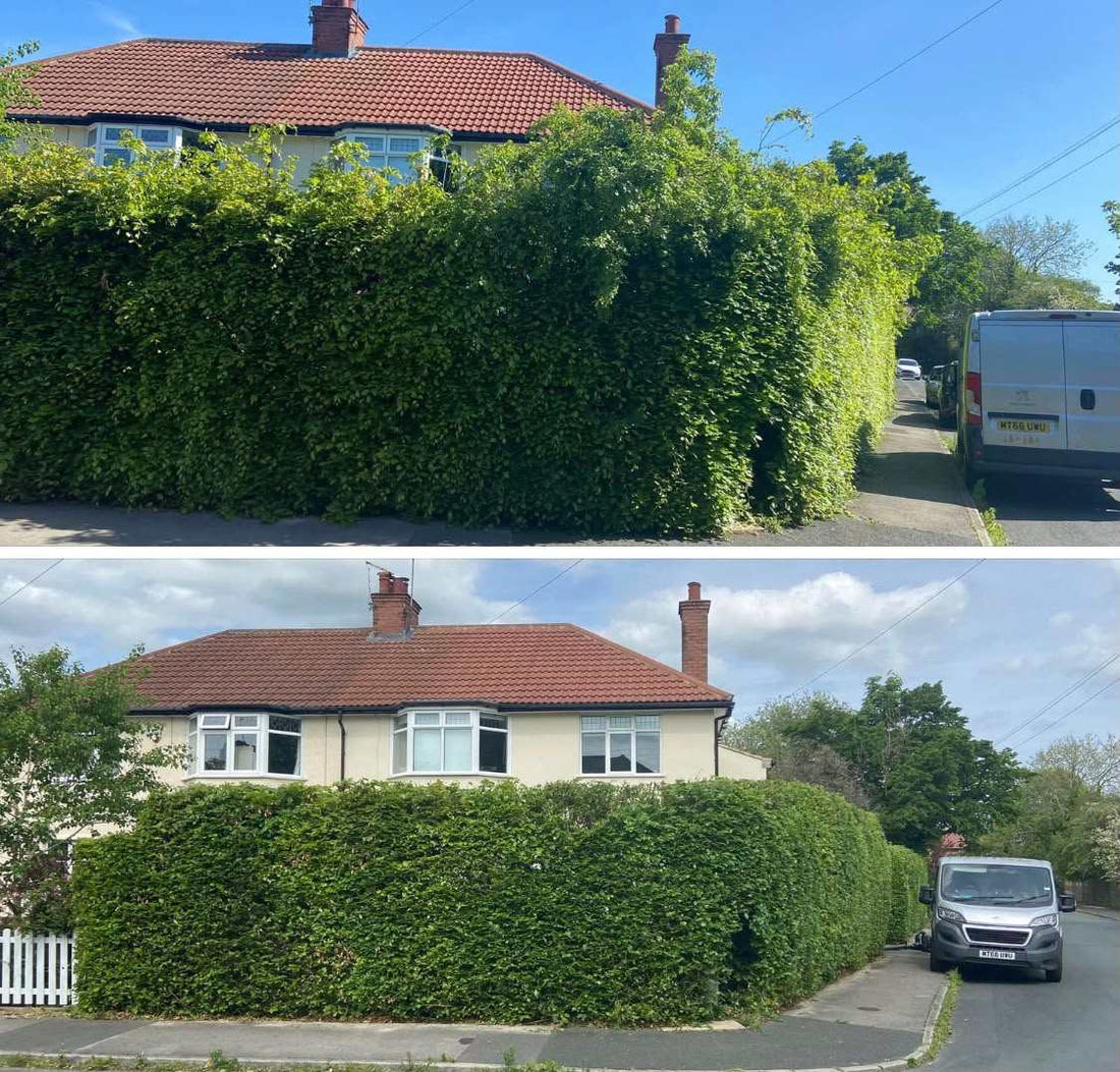 A hedge that had swallowed a house frontage, cut back to a flat topped boundary hedge, before and after