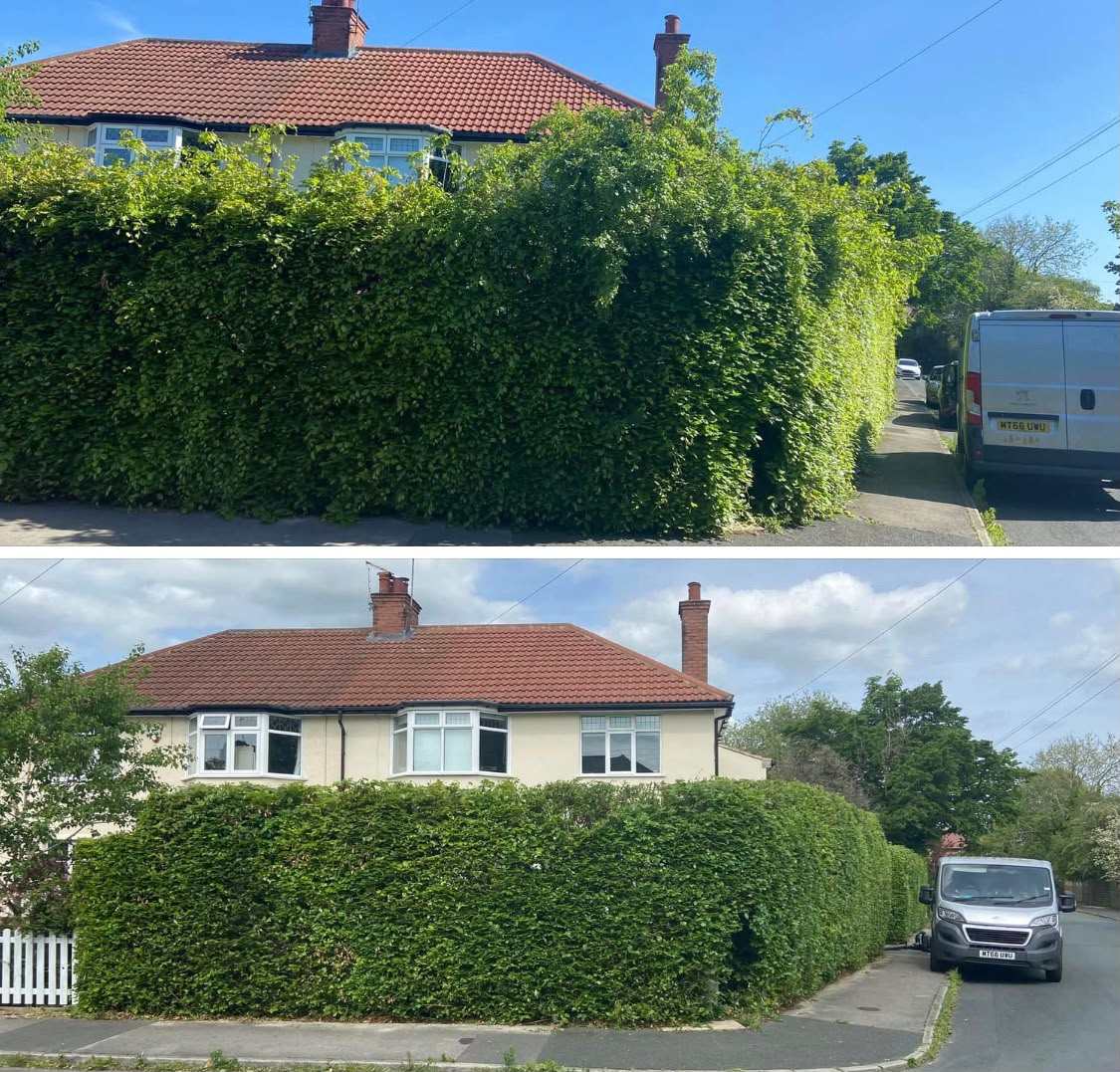 An overgrown hedge cut back off a house frontage, before and after