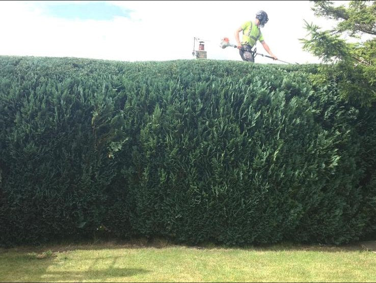 A gardener on a platform topping a tall conifer boundary hedge with a long reach trimmer