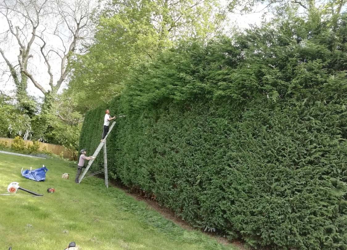 Hedge Cutting
