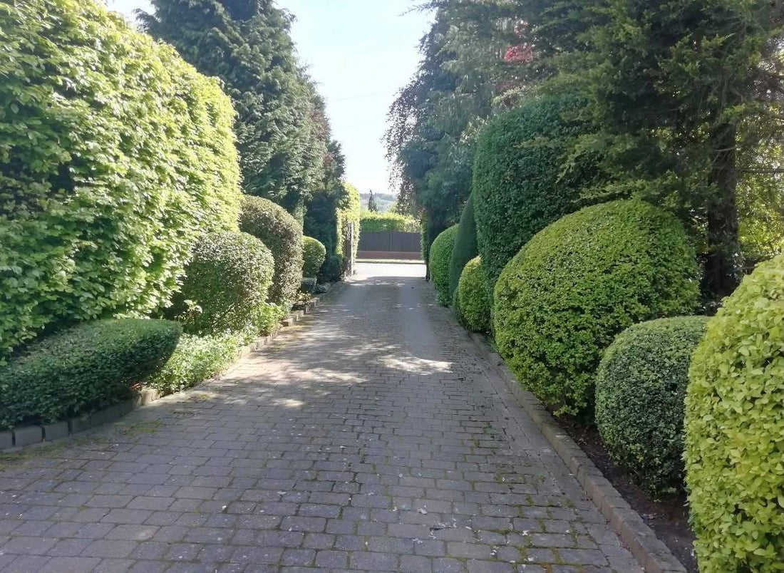 Neatly clipped hedging and topiary running along a driveway