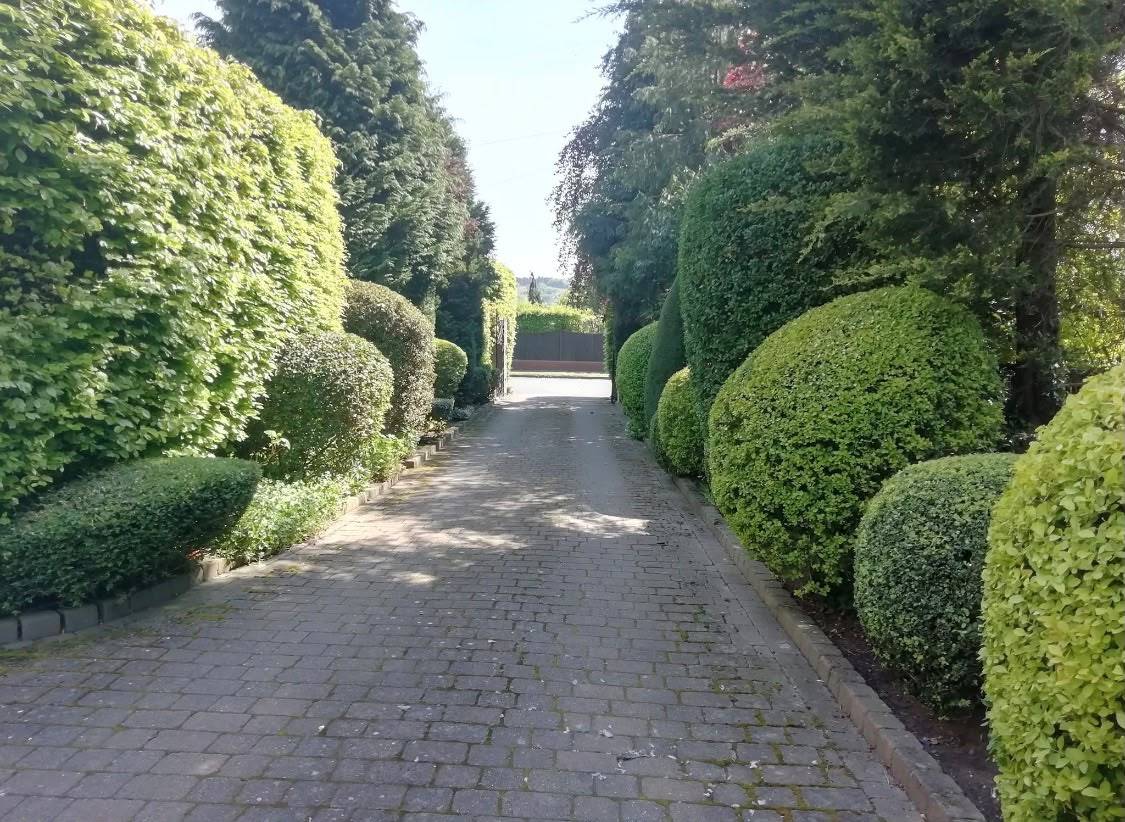 Clipped box balls and tall hedging kept crisp along a driveway