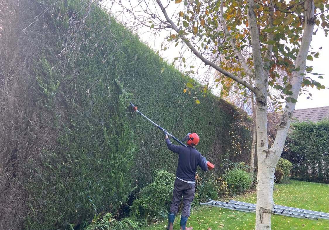 A tall conifer hedge being trimmed with a long reach pole hedge cutter