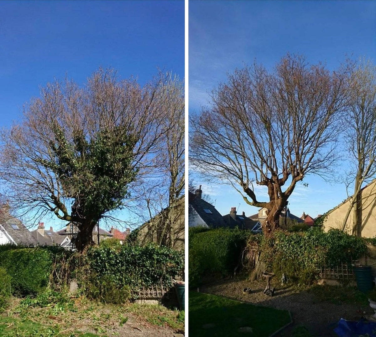 Ivy removal from a tree, before and after