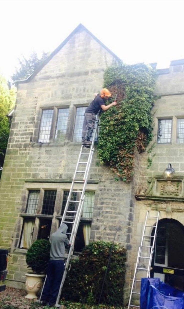 Cutting ivy back off the gable of a stone house from the ladders