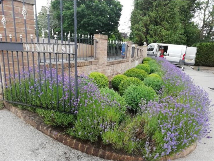 A planting scheme of lavender and clipped box balls along a driveway
