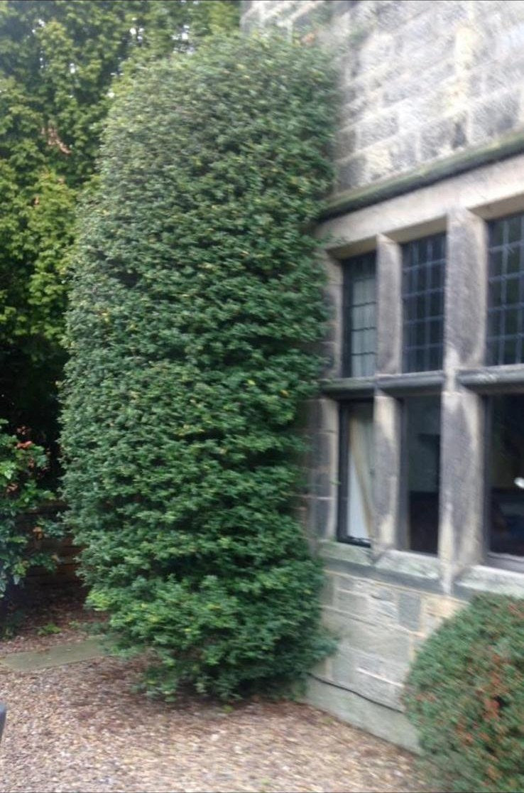 An overgrown pyracantha grown right up the front of a stone house