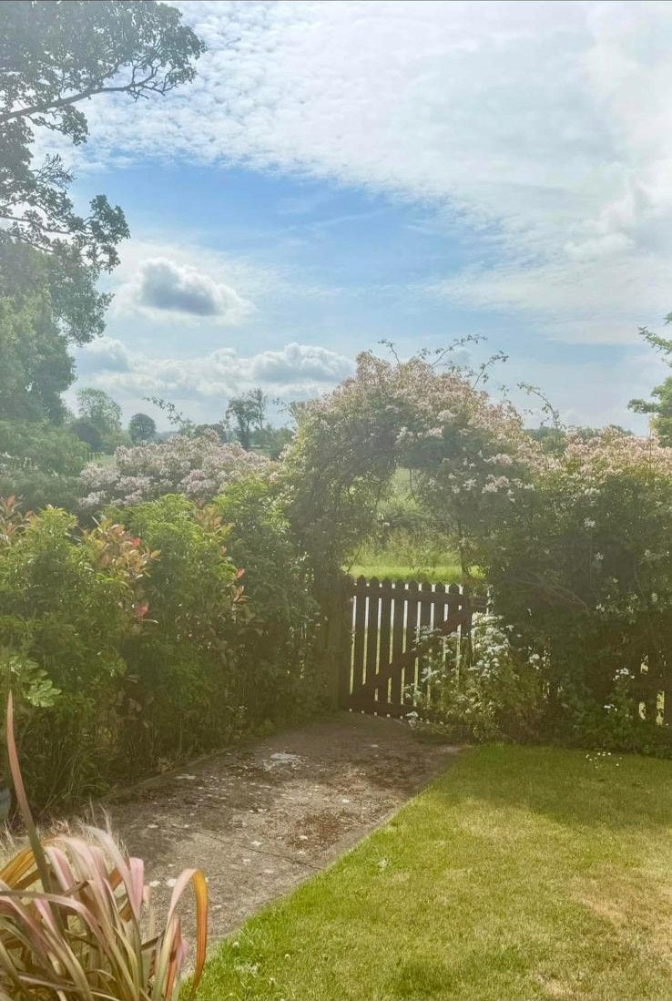A rambling rose trained right over a picket gate