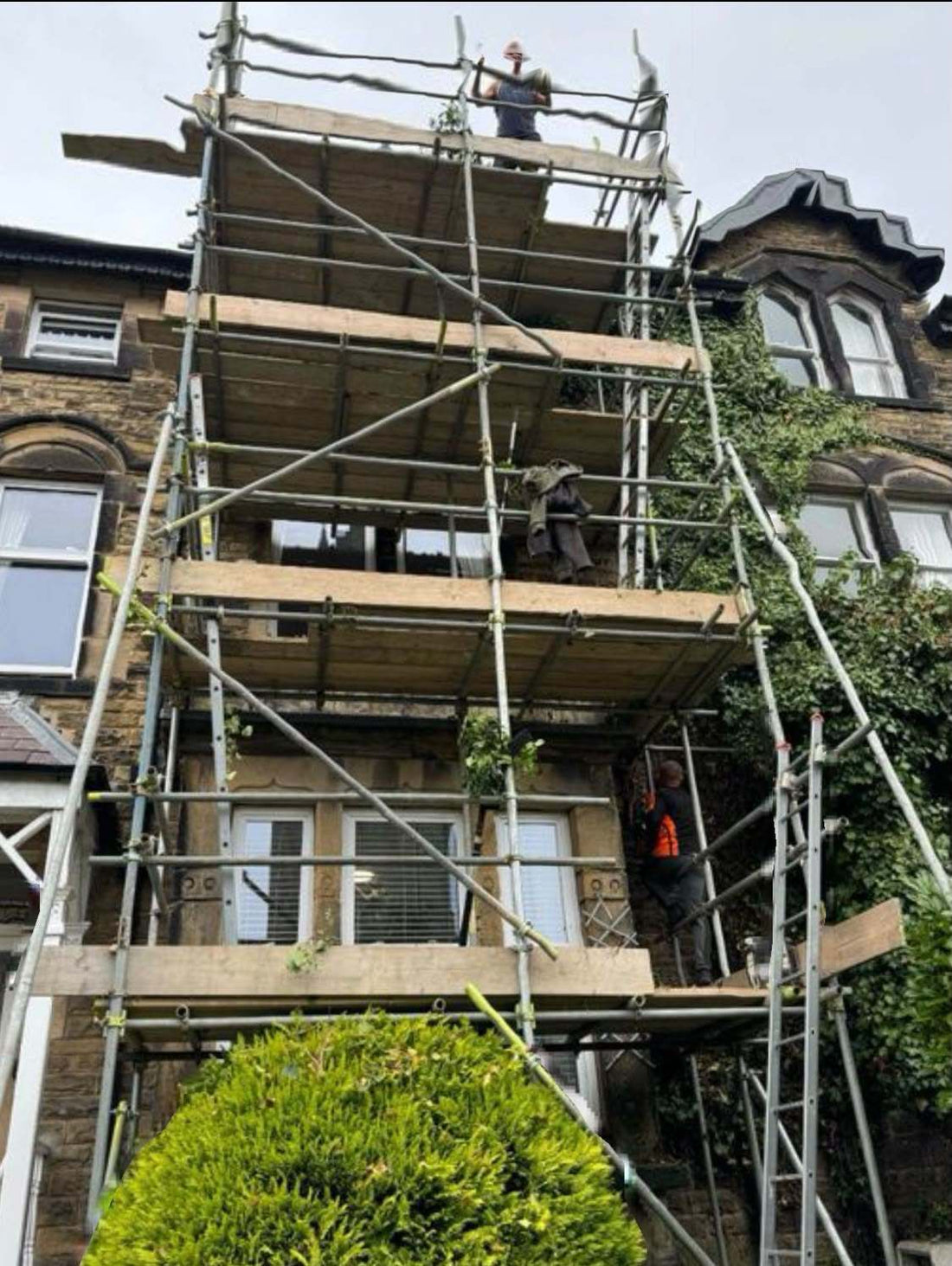 A scaffold platform set up against a mature tree to give the team safe access to the crown for tree work