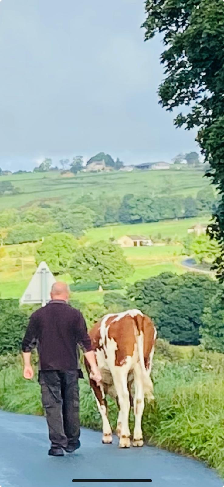 One of the team walking a cow home along a country lane