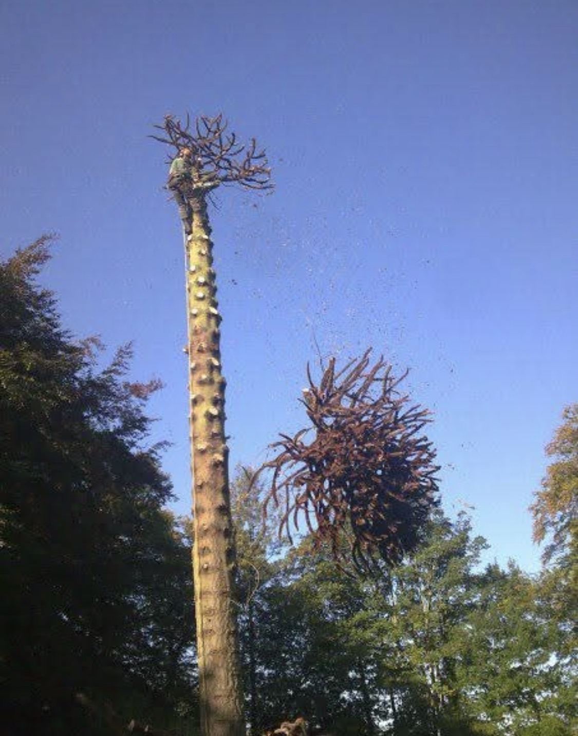 Sectional felling of a tall monkey puzzle, Nidderdale
