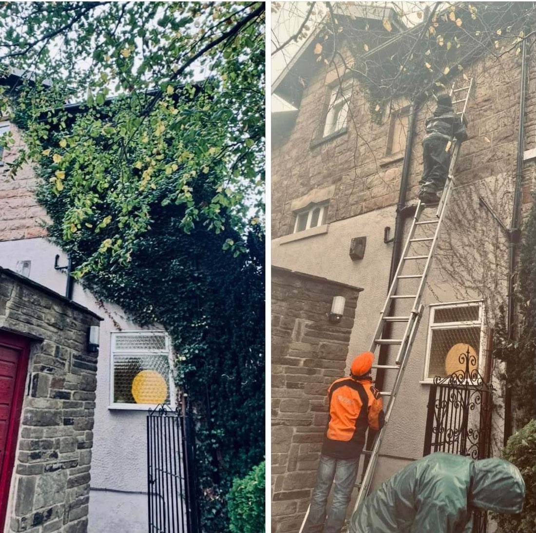 Ivy and tree growth swallowing the side of a stone house, and the same wall with a tree surgeon on a ladder clearing it back