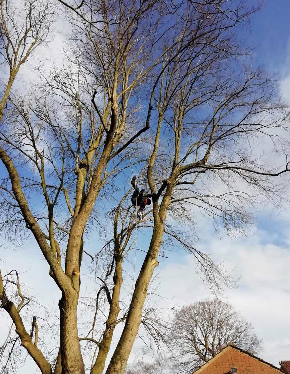 A roped tree surgeon working high in a bare winter canopy
