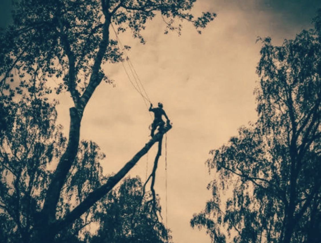A roped tree surgeon silhouetted high in a mature tree canopy at dusk