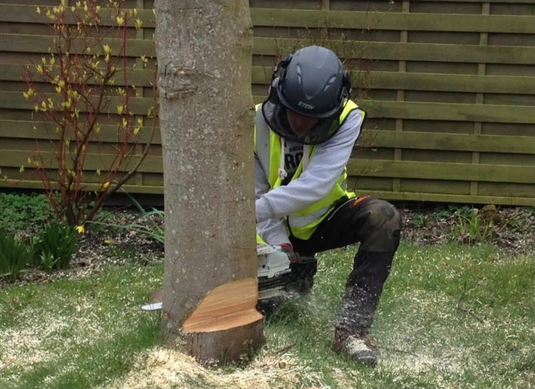 Hocus Crocus tree surgeon making a felling cut on a garden tree with a chainsaw