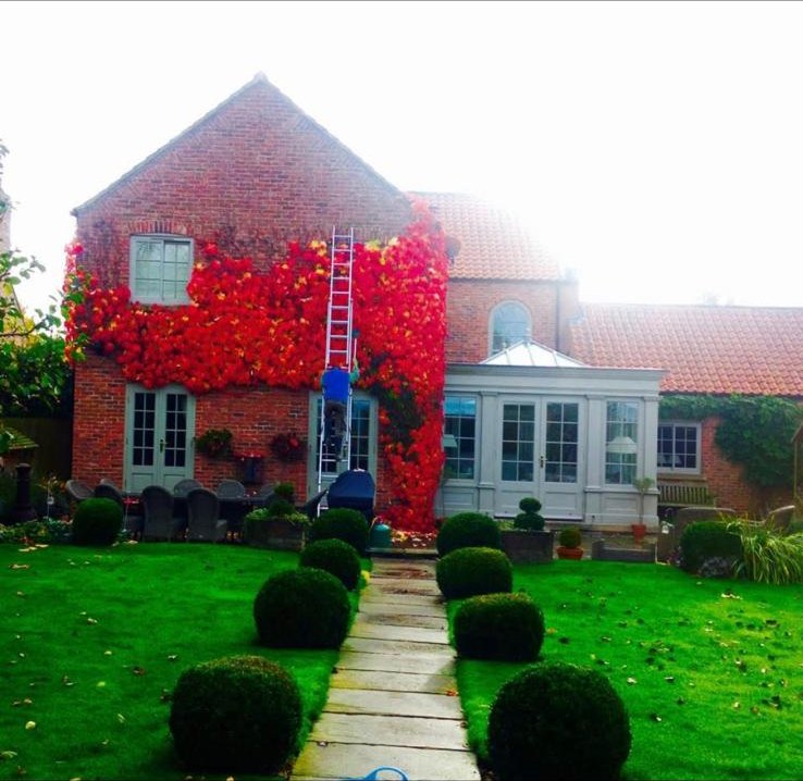 Trimming scarlet Virginia creeper from a brick house front above a box-edged lawn